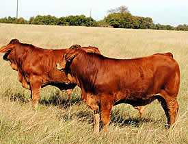 Beef To Go bull calves