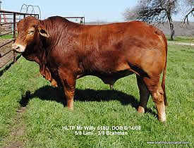 HLTP Mr Willy 618U, 5/8 Limi - 3/8 Brahman