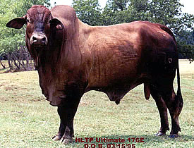 HLTP Ultimate 176E 1/4 Limousin 3/4 Brahman