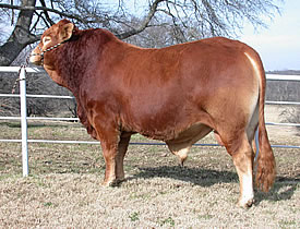 Mr Hilltop 367M 5/8 Limousin 3/8 Brahman