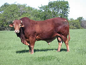 HLTP Power Ball 231H 5/8 Limousin 3/8 Brahman