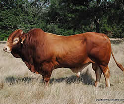 HLTP Santanna 551S, 5/8 Limousin - 3/8 Brahman