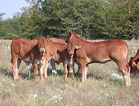 Hilltop Farms