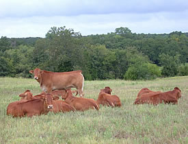 Open Yearling Heifers