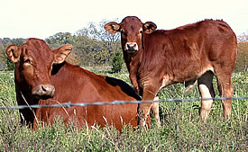 Hilltop Farms - Brahmousin Cattle