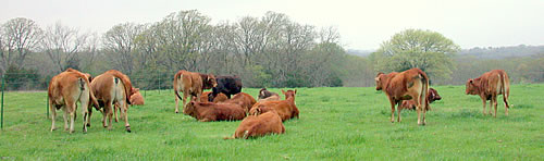 Hilltop Farms - Brahmousin Cattle