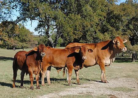 Hilltop Farms - Nelore Influenced Brahmousin Cattle