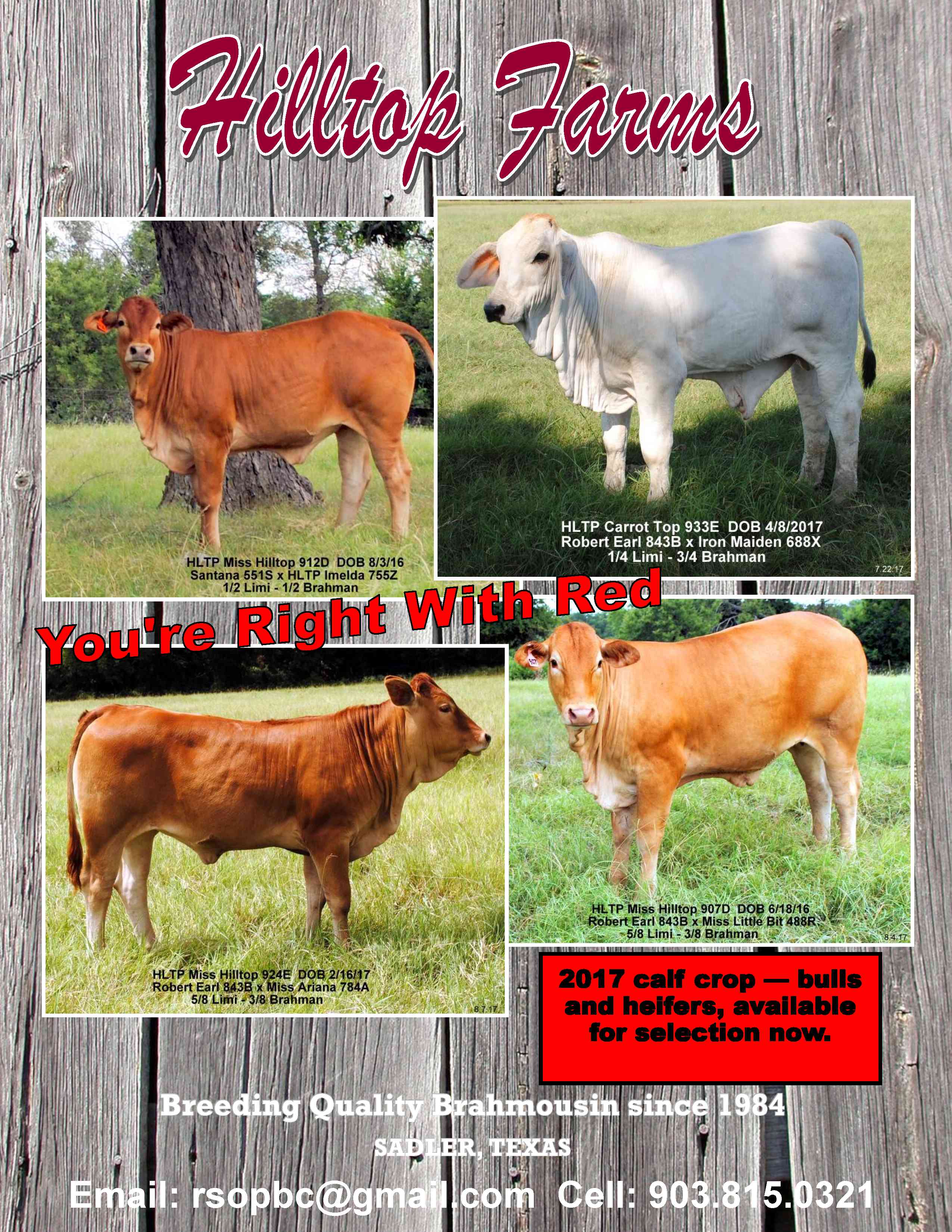Hilltop Farms Brahmousin Cattle For Sale